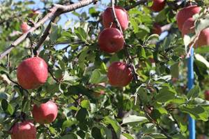 apple picking